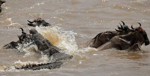 Serengeti two days