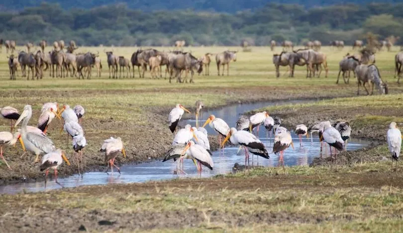 Lake Manyara flamingos tree-climbing lions Rift Valley escarpment