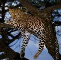 Leopard Tanzania Big Five