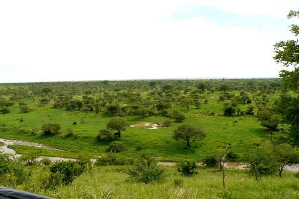 Lion resting in the golden grass of Northern Tanzania during a Resilience Safaris game drive
