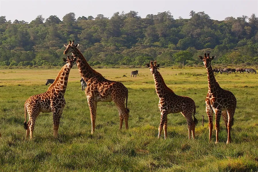 Giraffe in Arusha National Park game drive