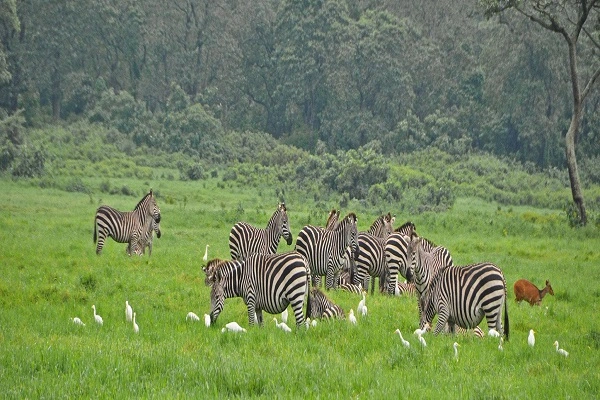 Flamingos on Momella Lakes in Arusha National Park with Mount Meru rising behind