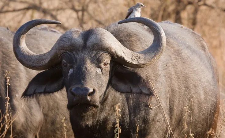 Buffalo Tanzania Big Five Ngorongoro