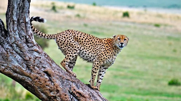 Cheetah family on the Serengeti plains