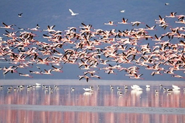 Flamingos on Lake Manyara with rift valley escarpment