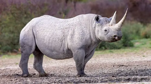 Black Rhino Tanzania Big Five Ngorongoro