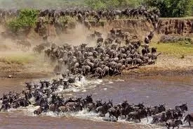 Wildebeest crossing a river during the Great Migration in the Serengeti