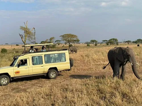 Serengeti lion kopje