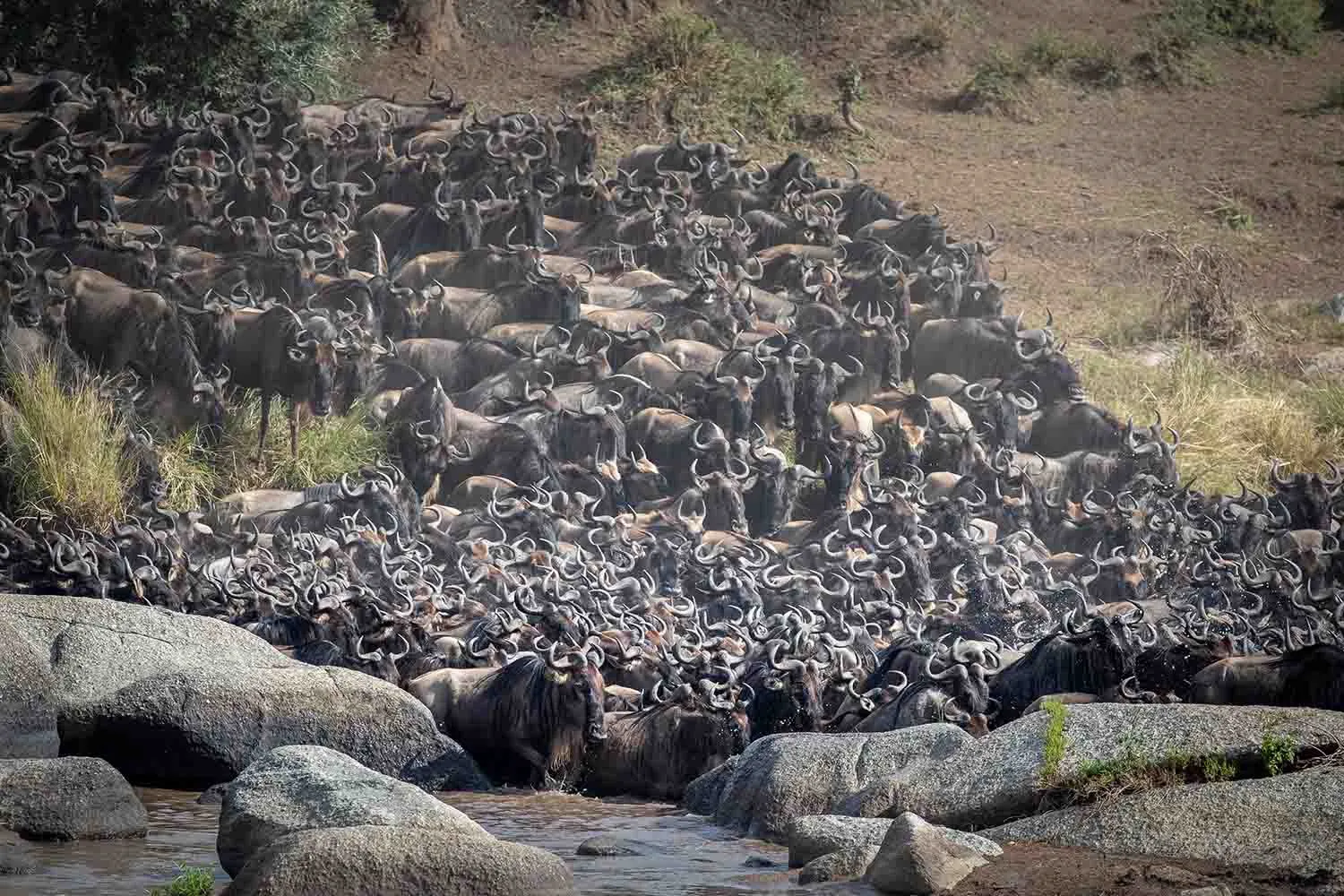 Serengeti National Park Great Migration wildebeest crossing
