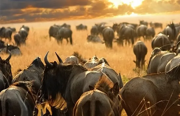 Wildebeest Mara River crossing during Great Migration