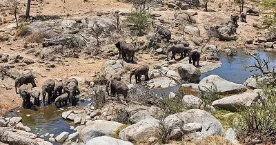 Elephant herd at Tarangire