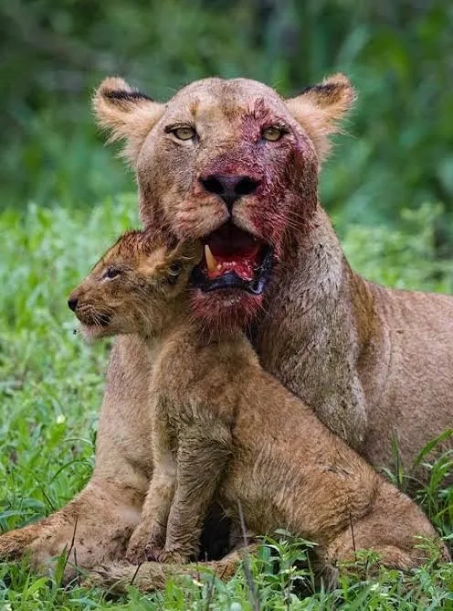 Lion Tanzania Big Five