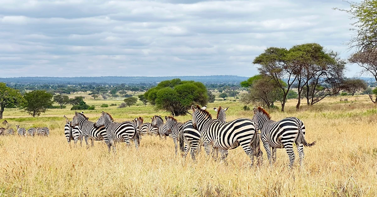 Tanzania safari packing list 14 mistakes
