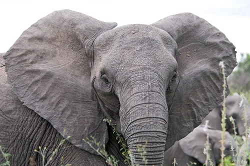 African Elephant Tanzania Big Five