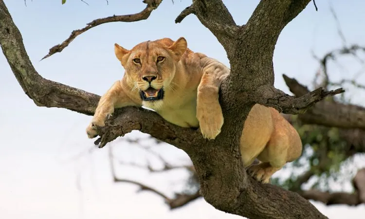 Lion pride on a Serengeti kopje at sunset