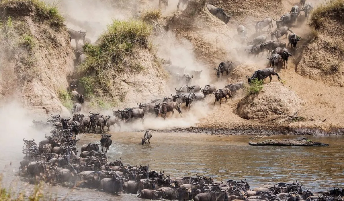 Wildebeest crossing the Mara River during the Great Migration